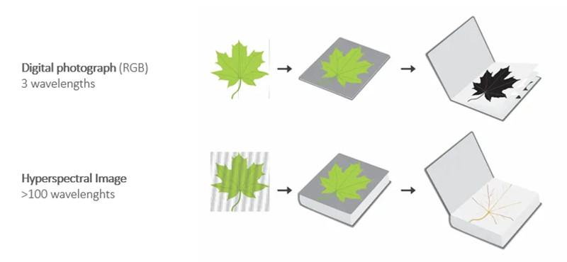 圖 2：為了匹配人眼的視覺效果，葉子的數(shù)碼照片（上圖）使用紅綠藍(lán)三個(gè)波段來生成。