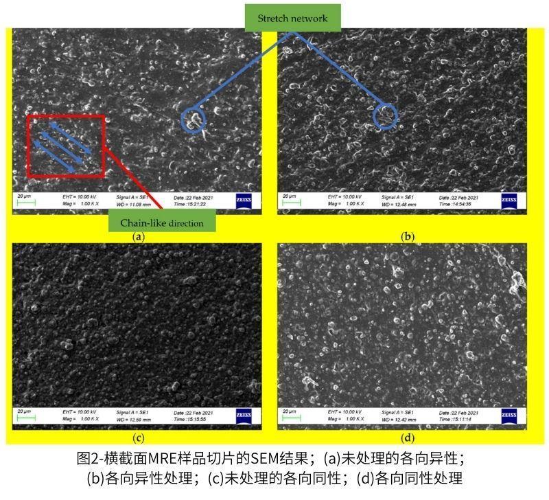 圖2-橫截面MRE樣品切片的SEM結(jié)果；(a)未處理的各向異性；(b)各向異性處理；(c)未處理的各向同性；(d)各向同性處理
